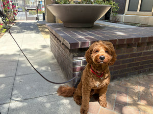 Leather Dog Leash